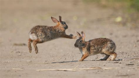 The Bunny Hop Quotes Quotesgram