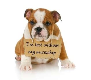 Does a Microchip Allow Me to Track My Pet Like a GPS? - Friendship Hospital for Animals