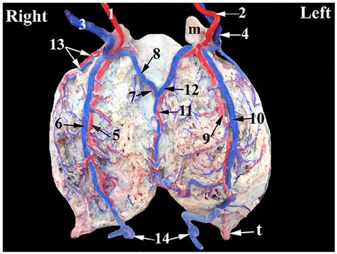 A Photograph Of Dissected Dorsal Aspect Of Goats Udder Showing