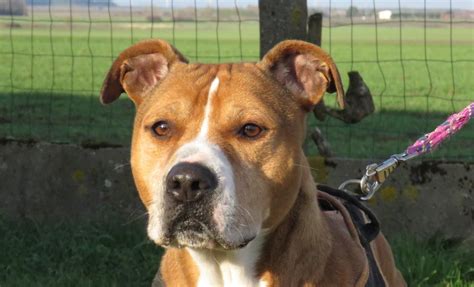 Adoption De Simba Ind Finie Chien Boxer R Gion Centre Val De Loire