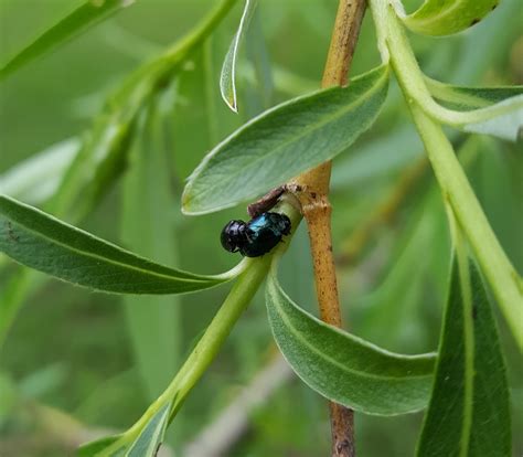 Willow Leaf Insects