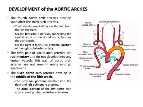 Ppt Development Of Arteries And Veins Powerpoint Presentation Free Download Id 2278131