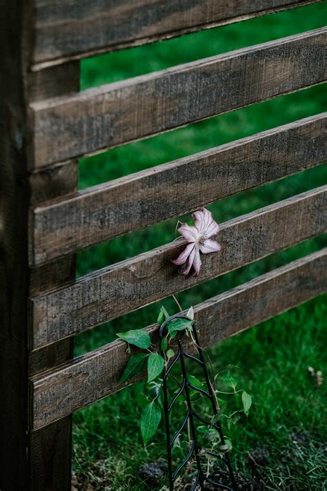 Create Some Backyard Privacy Landscaping With These Beautiful Trellises ...