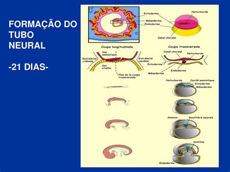 Ppt EmbriogÊnese E OrganizaÇÃo Geral Do Snc Powerpoint Presentation