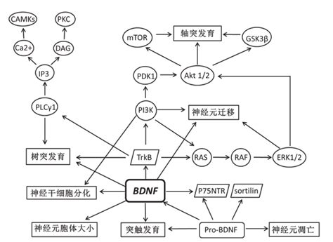 什么是脑源性神经营养因子bdnf？ 知乎