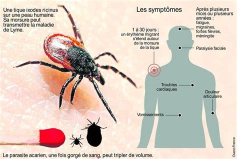 La Maladie De Lyme Mieux Soignée Cette Année Edition Du Soir Ouest