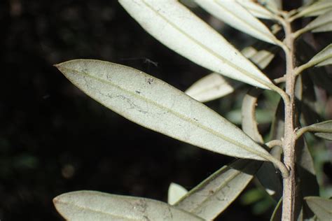 Olea Europaea Common Olive European Olive Olive North Carolina