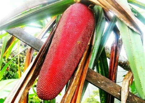 buah merah papua pengenalan klasifikasi morfologi  manfaat