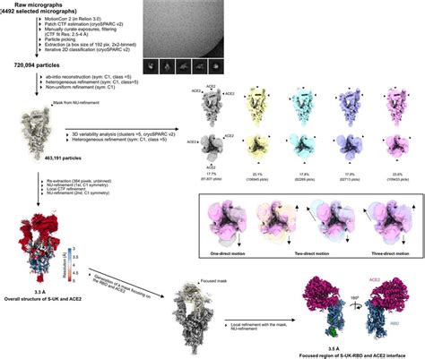 Workflow For Cryo Em Data Processing Of S Ukace2 Overview Of The