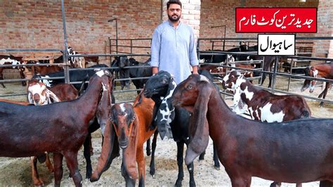 Sahiwal Beetal Goats Best Quality Goats Of Modern Goat Farm Sahiwal