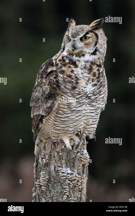 Great Horned Owl At Canadian Raptor Conservancy Stock Photo Alamy