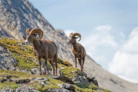 Tallest Peak In Colorado Insider Families