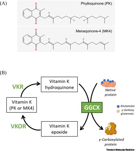 New Insights Into Vitamin K Biology With Relevance To Cancer Trends In