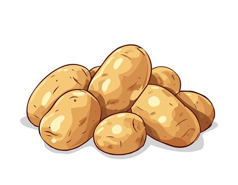 raw potatoes  white background fresh raw unpeeled potatoes vector