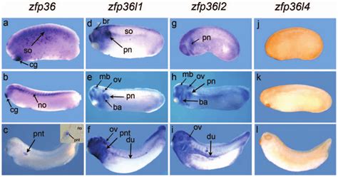 Zfp36 Has A Distinct Spatial Expression From Zfp36l1 And Zfp36l2 In The