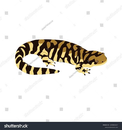 Tiger Salamander Ambystoma Tigrinum Salamander High Stock Vector