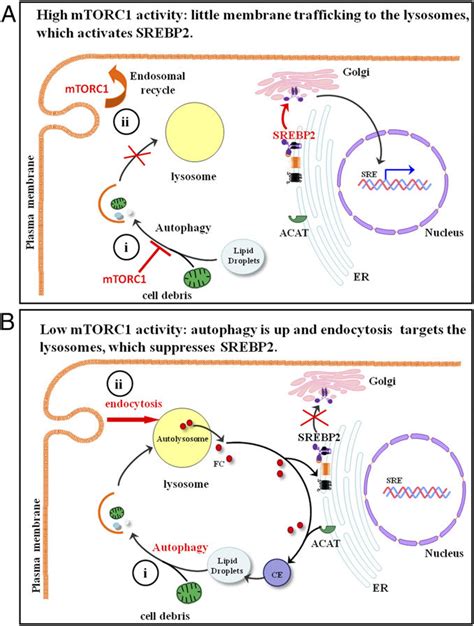 Model Of Mtorc1autophagyendocytosis Dependent Regulation Of Srebp 2