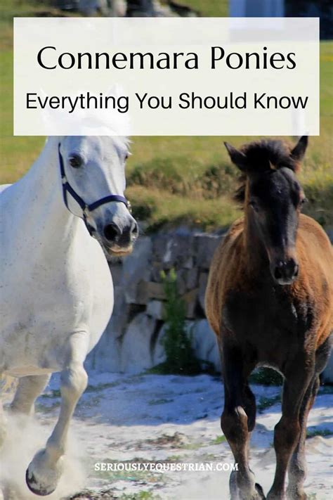 Connemara Ponies Everything You Need To Know Seriously Equestrian