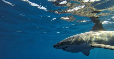 Scientists on the verge of unlocking the mystery of great white shark ...