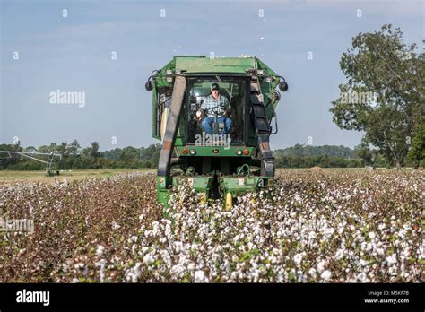 Man Operating Cotton Picker Machine As He Drives It Through Cotton