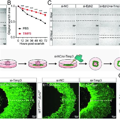 EZH2 TIMP3 Regulates Epicardial Cell Migration By Activating ECM