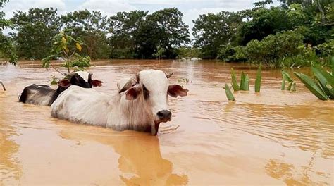 Caranavi Quedó Aislada Y Otros 19 Ríos Están Con Alerta Por Desborde