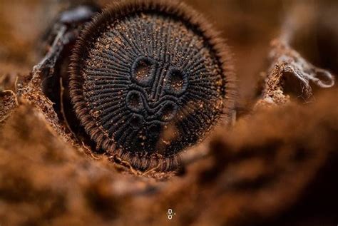 🔥 The Oreo Cookie Spider Or The Chinese Hourglass Spider Cyclocosmia