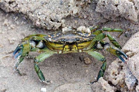 50 цікавих фактів про крабів