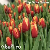 Tulip Dutch Mountain авторское фото BUFL.RU