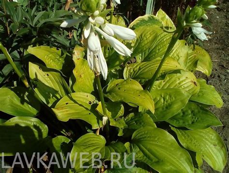 Хоста Королевская (зелёная с белыми цветами), Хоста Королевская в ...