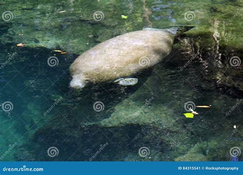 MANATEE at SPRINGS stock image. Image of waters, springs - 84315541