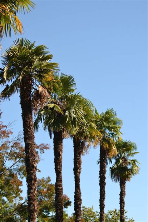 Palmiers Guide Conseils Plantation Entretien Palmier Naturel Et