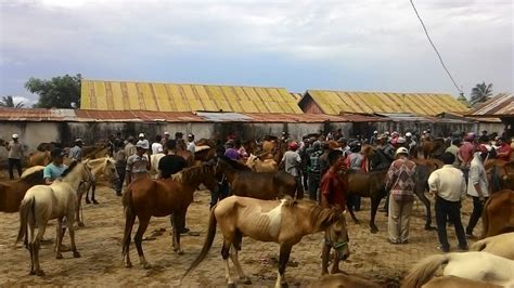 alasan  jeneponto disebut kota kuda