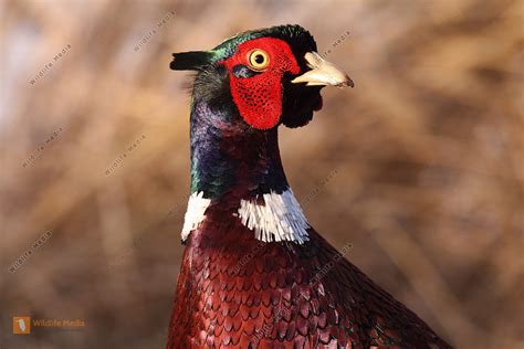 Bestellen - Fasan (Fasan) in freier Wildbahn - Bildagentur