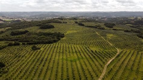 Serra Do Azeite E Perigosa - Azeites brasileiros ganham mercado nacional e conquistam importantes ...