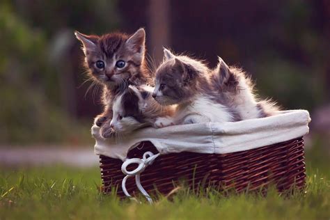Обои на рабочий стол Милые маленькие котята сидят в корзинке, стоящей ...