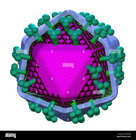 illustration of the structure of HIV (human immunodeficiency virus ... 