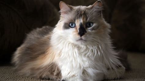 Dilute Calico Cat Everything Youve Ever Wanted To Know