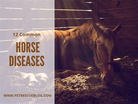 6 Most Common Horse Diseases