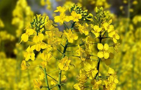 Рыжик - масличное растение