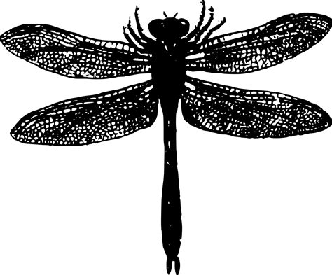 Dragonfly Icon At Vectorified Collection Of Dragonfly Icon Free