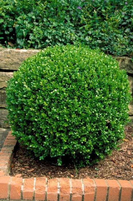 How to Grow Beautiful Boxwood Shrubs | Garden Design