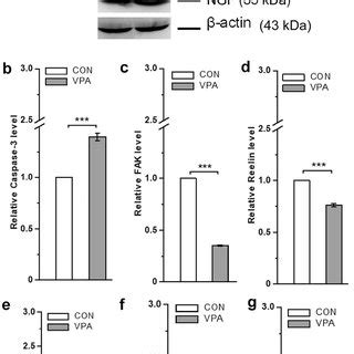 Prenatal Exposure To Valproic Acid Vpa Impaired Social Interaction In