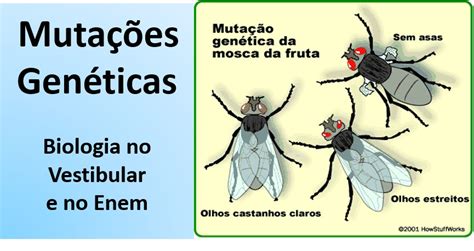 Mutação Genética O Que É - Mutações genéticas – Aula de Biologia Enem