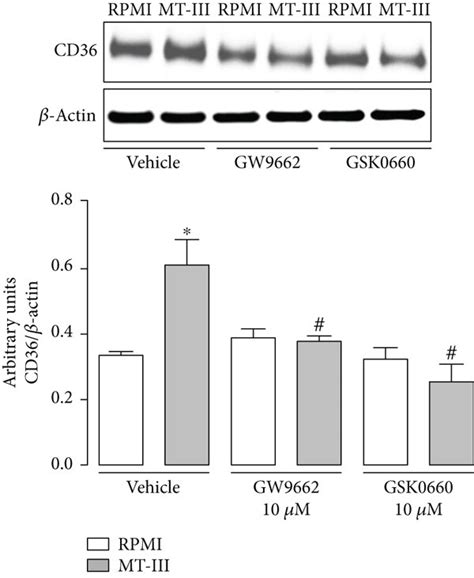 Mt Iii Induced Cd Protein Expression Is Dependent On Ppar And