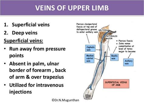 Venous Andlymphatic Drainage Of Upper Limb Drnmugunthan