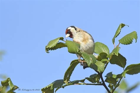 2022 06 11 Chardonneret élégant Le Givre Philippe ANTRAYGUES Flickr