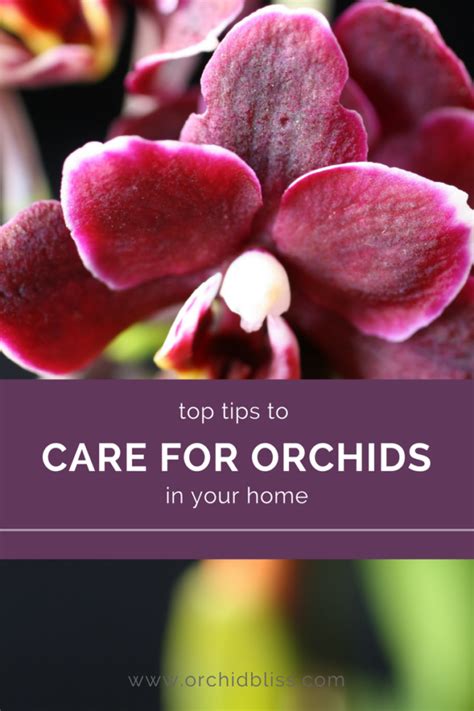 Caring for Orchids at Home - Smart Tips for Growing Orchids Orchid Bliss