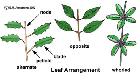 Leaf and Woody Stem Flashcards | Quizlet