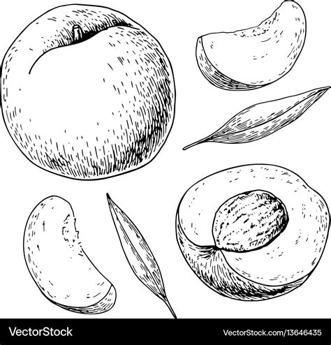 Peach Drawing Isolated Hand Drawn Full And Vector Image